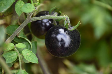 Tomato 'Indigo Rose'