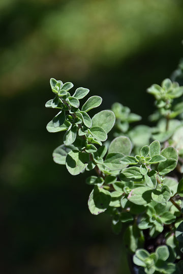 Marjoram