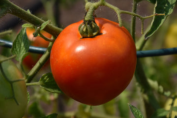 Tomato 'Better Boy'