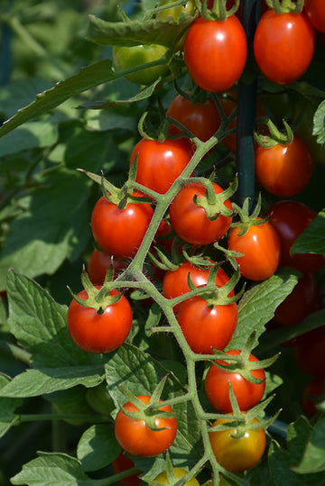 Tomato 'Grape'