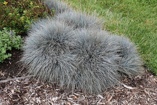 Blue Fescue 'Elijah Blue'
