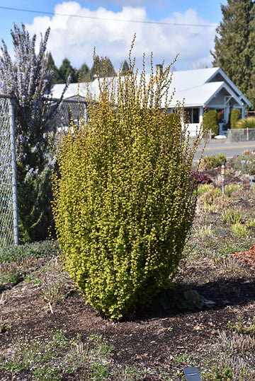 Barberry Japanese 'Golden Rocket'