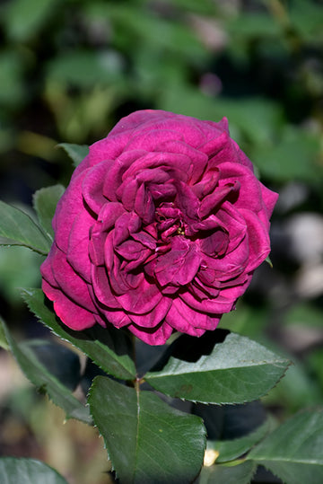 Rose 'Celestial Night'