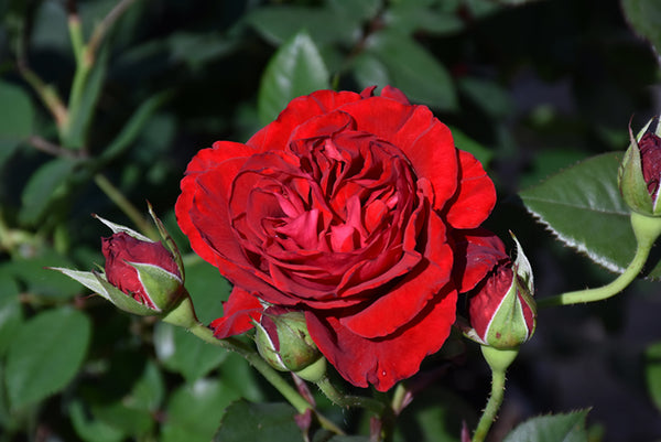 Rose 'Lady In Red'