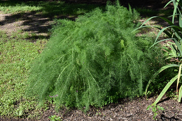 Fennel