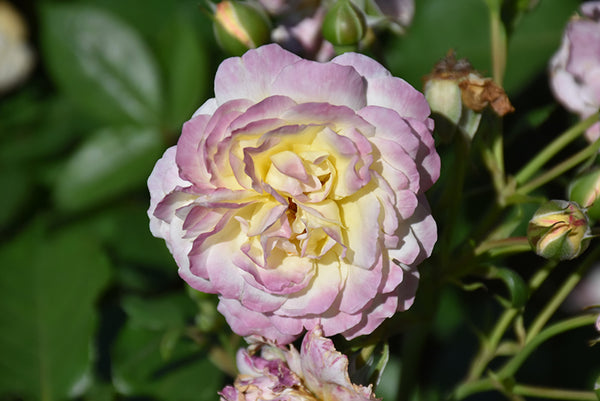 Rose 'Life Of The Party'