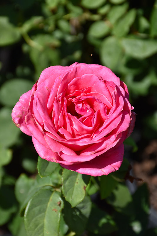 Rose 'Perfume Delight'