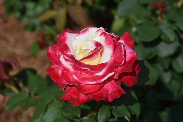 Rose 'Double Delight'