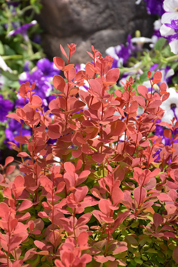 Barberry Japanese 'Orange Rocket'