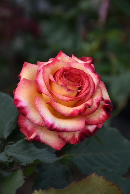 Rose 'Dream Come True'