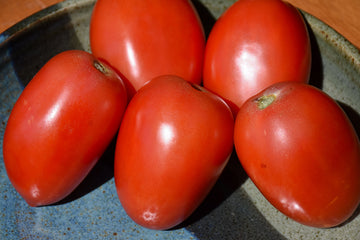 Tomato 'Amish Paste'