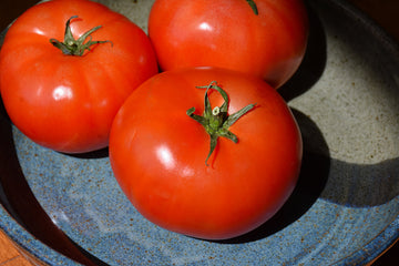 Tomato 'Beefy Boy'