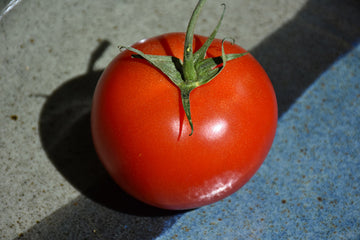 Tomato 'Early Girl'