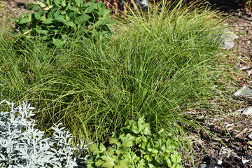 Grasses & Sedges