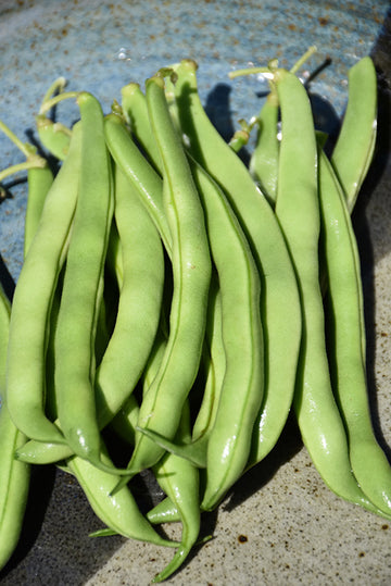 Bean 'Blue Lake Pole'