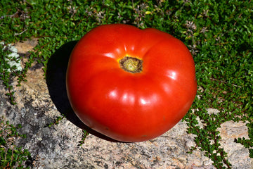 Tomato 'Mortgage Lifter'