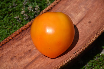Tomato 'Orange Oxheart'