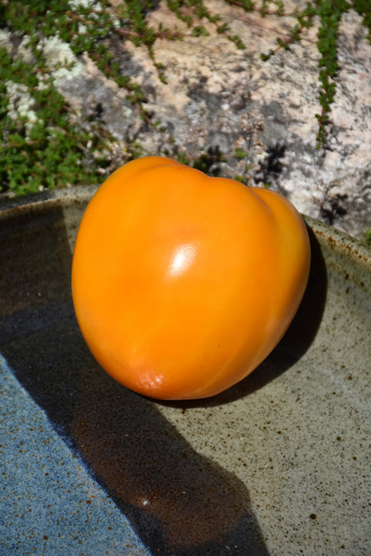 Tomato 'Golden Jubilee'