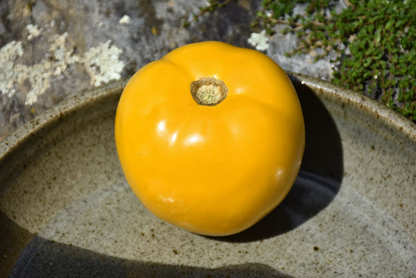 Tomato 'Lemon Boy'