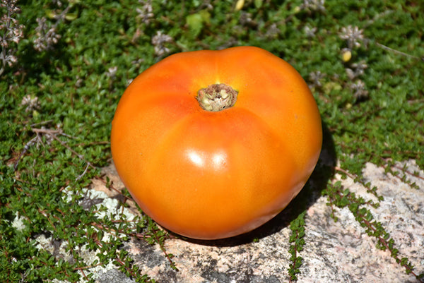 Tomato 'Chef's Choice Orange'