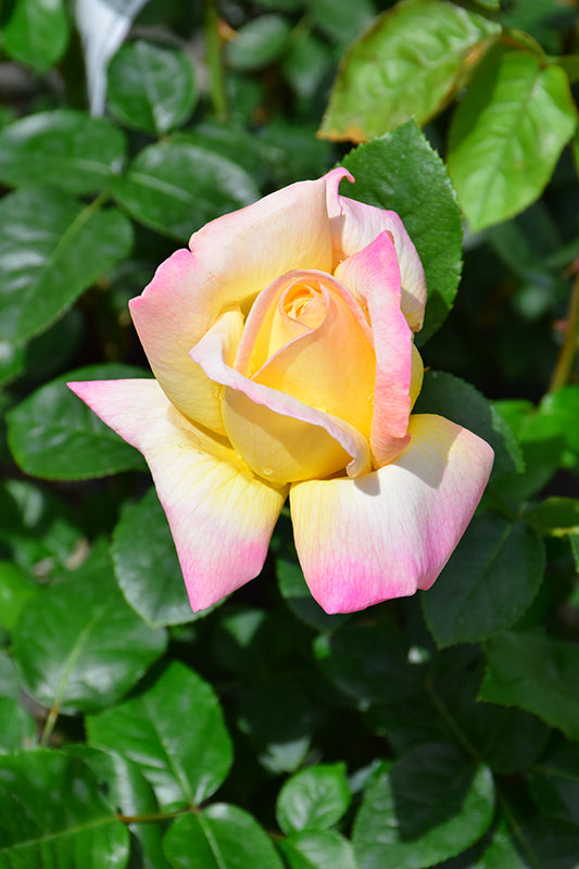 Rose 'Peace'