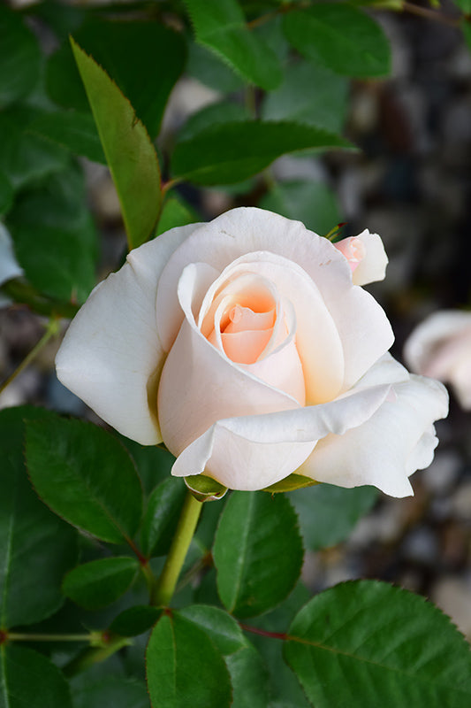 Rose 'Easy Spirit'