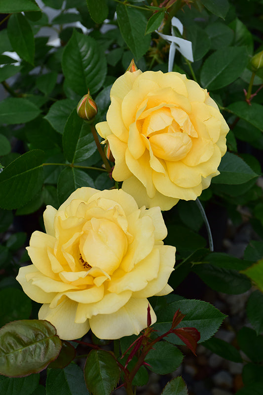 Rose 'Julia Child'