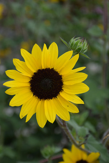 Suncredible Yellow