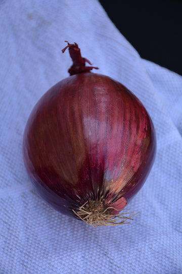Onion 'Red'