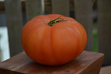 Tomato 'Beefmaster'