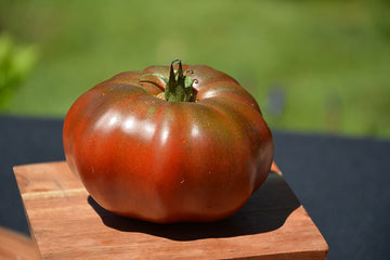 Tomato 'Black Krim'