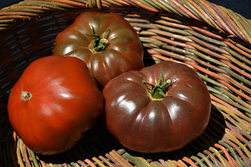 Tomato 'Cherokee Purple'