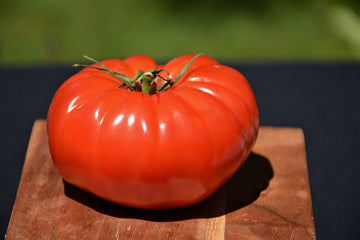 Tomato 'Champion'