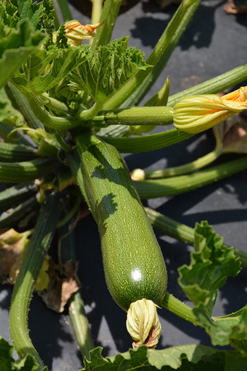 Zucchini 'Aristocrat '