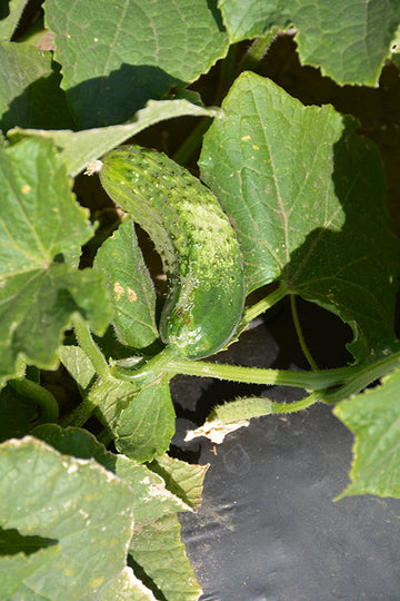 Cucumber 'Bush Pickle'