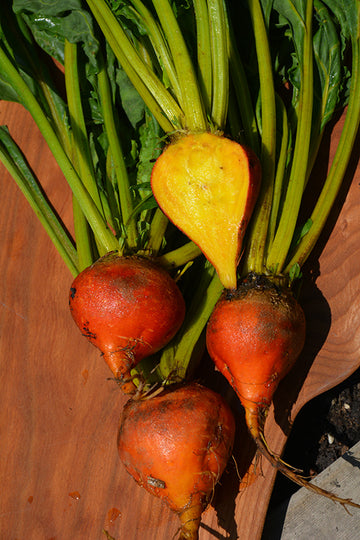 Beets 'Gold'