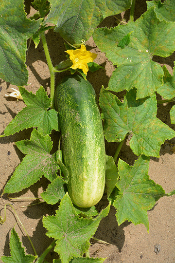 Cucumber 'Pickles'