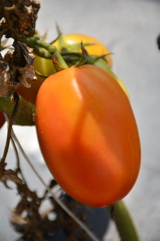 Tomato 'Salsa Roma'