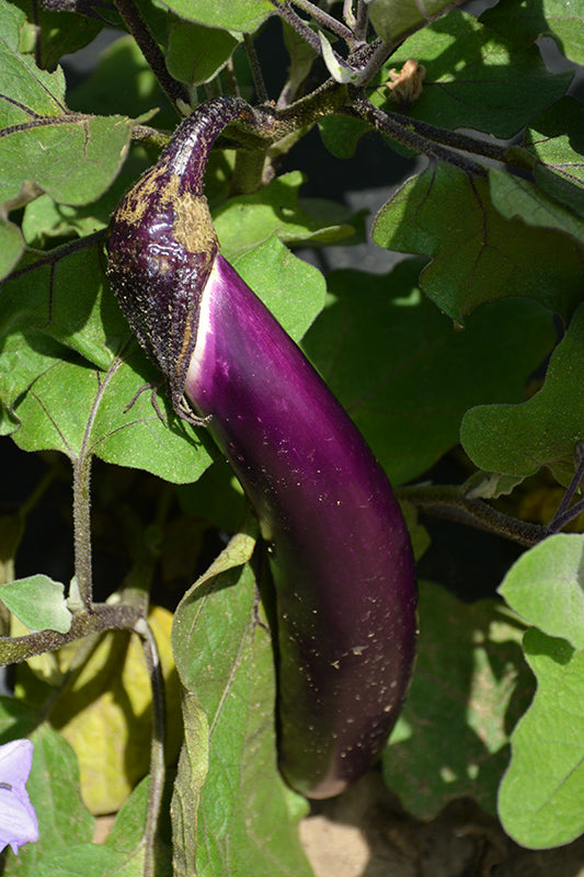 Eggplant 'Ichiban'