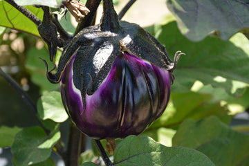 Eggplant 'Sicilian'