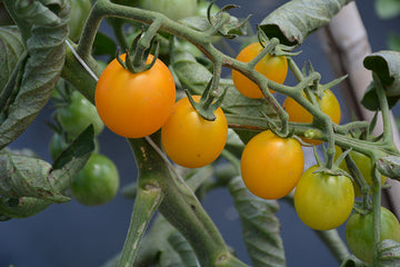 Tomato 'SunSugar'