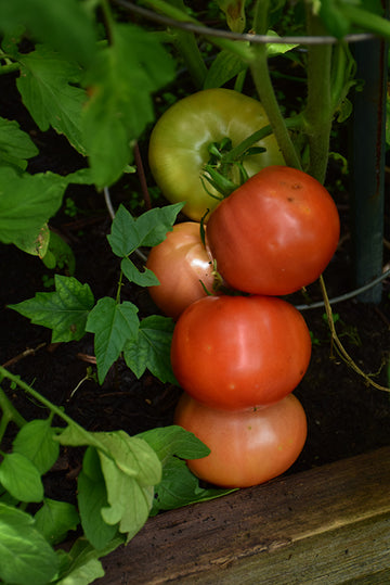 Tomato 'Big Beef'