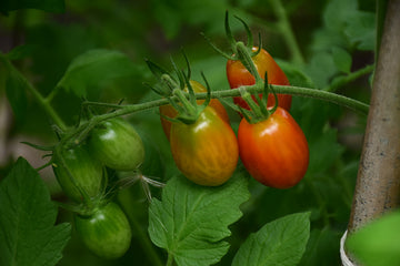 Tomato 'Sweet Million'