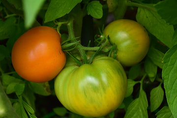 Tomato 'Jubilee'