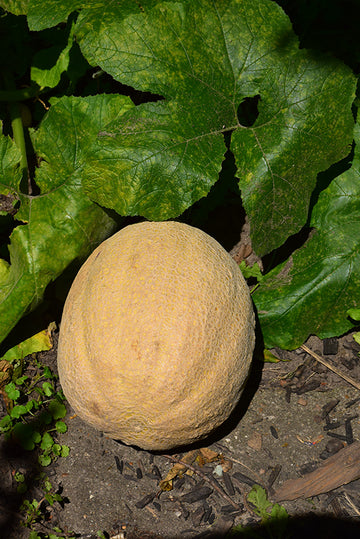 Melon 'Cantaloupe'
