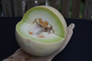 Melon 'Honeydew'