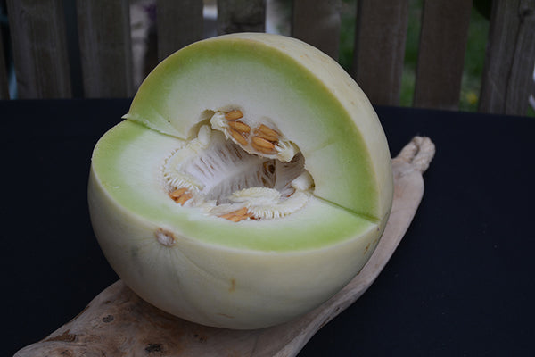 Melon 'Honeydew'