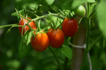 Tomato 'Sugar Rush'