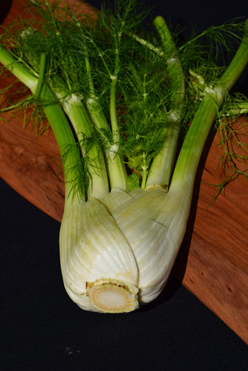 Fennel 'Florence'