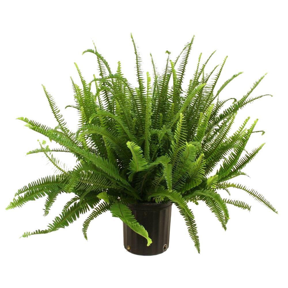 fern succulent Fern Sword 'Kimberly Queen'